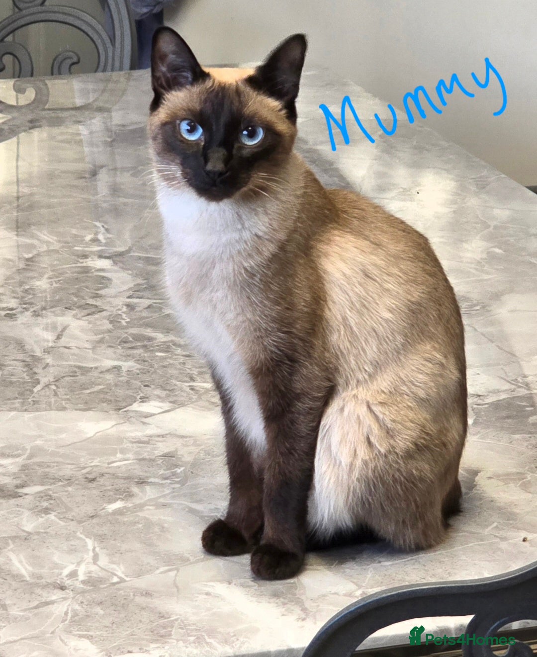 Siamese cats for sale: TRADITIONAL SIAMESE KITTENS  - Advert 2