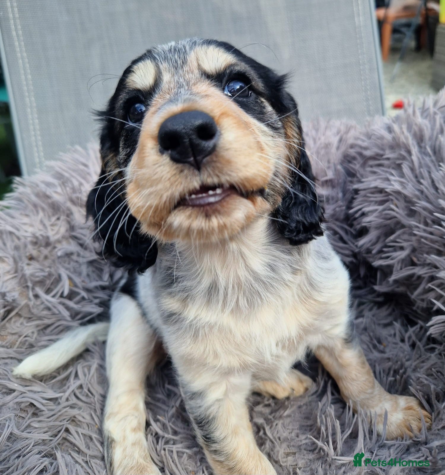 Cockapoo dogs COCKER SPANIEL MUM D.N.A HEALTH TESTED. - Advert 2