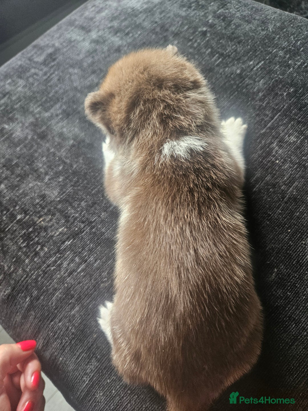 Siberian Husky dogs for sale: Gorgeous Litter of Husky Puppies - Image 36