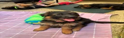 German Shepherd dogs for sale: KC German Shepherd puppies  - Advert 13