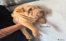 Shar Pei dogs for sale: 2 boys left full shar pei - Image 14