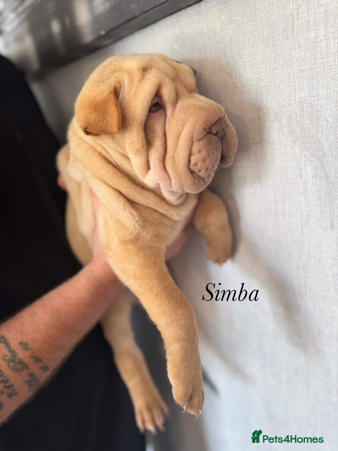Shar Pei dogs for sale: 2 boys left full shar pei - Image 14