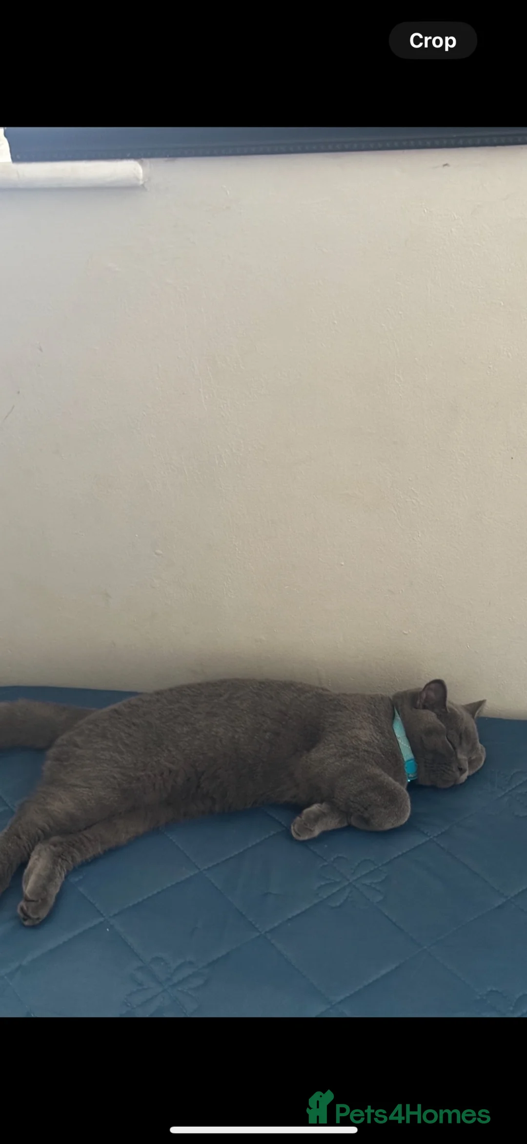 British Shorthair cats for sale: British short hair grey shadow  - Advert 3
