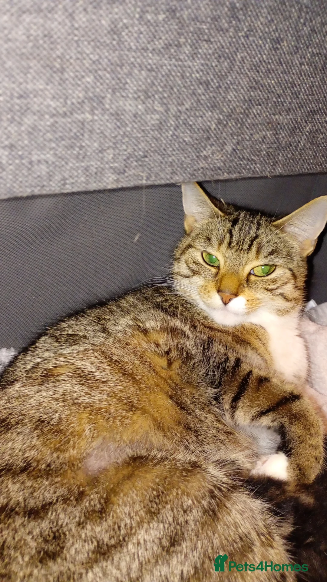 Mixed Breed cats for sale: 2x gorgeous male tabbys in Pulborough - Advert 1