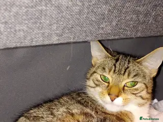 Mixed Breed cats 2x gorgeous male tabbys - Advert 9