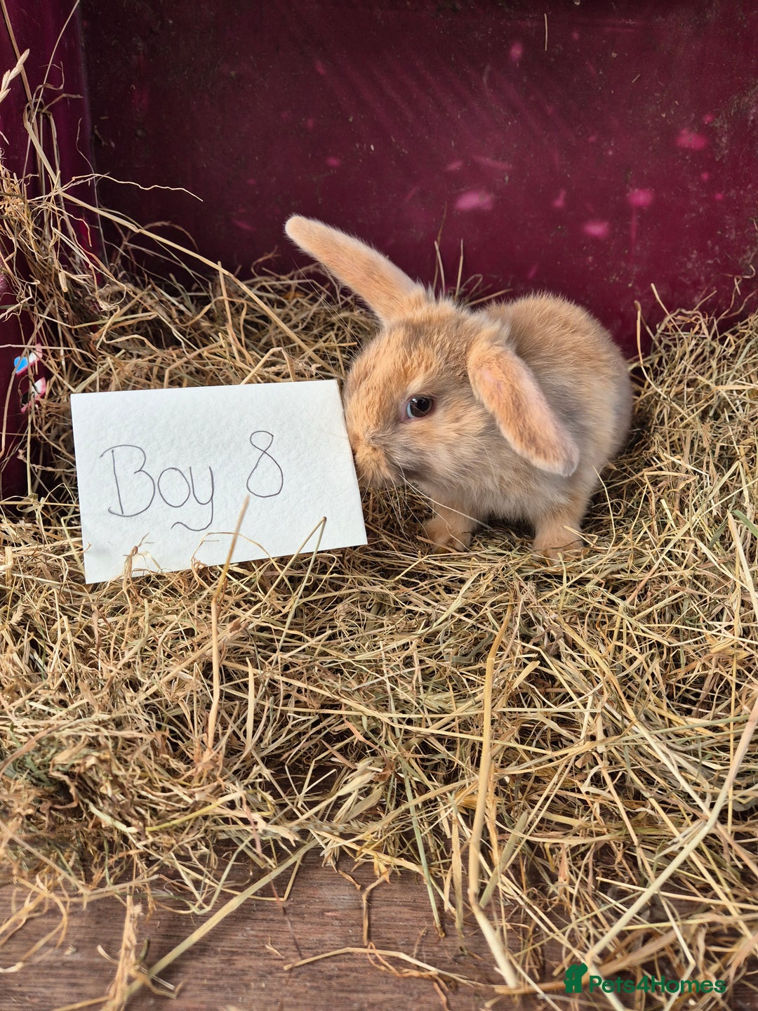 Mini Lop rabbits for sale: Bunnies looking for new homes - Advert 6