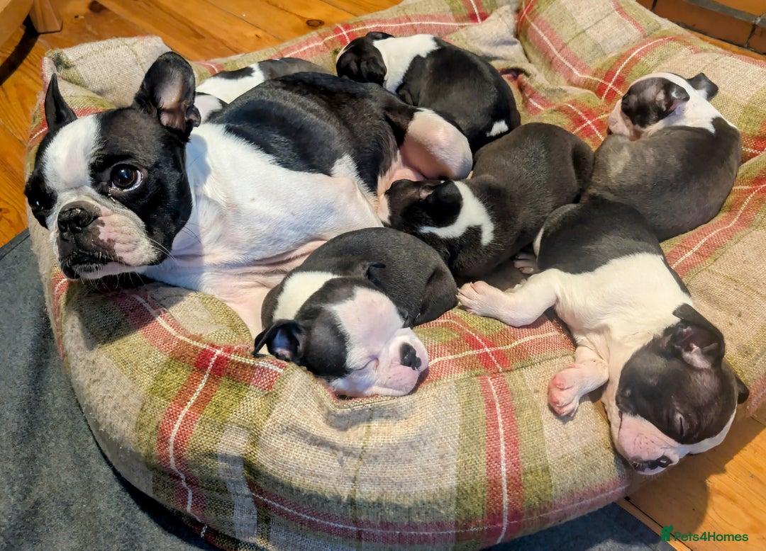 Boston Terrier dogs for sale: Adorable KC reg Boston Terrier Puppies - Image 27