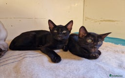 Mixed Breed cats for sale: Bengamese kittens, Bengal/Siamese mix  - Image 18