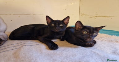 Mixed Breed cats - Advert 7