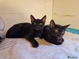 Mixed Breed cats - Advert 12