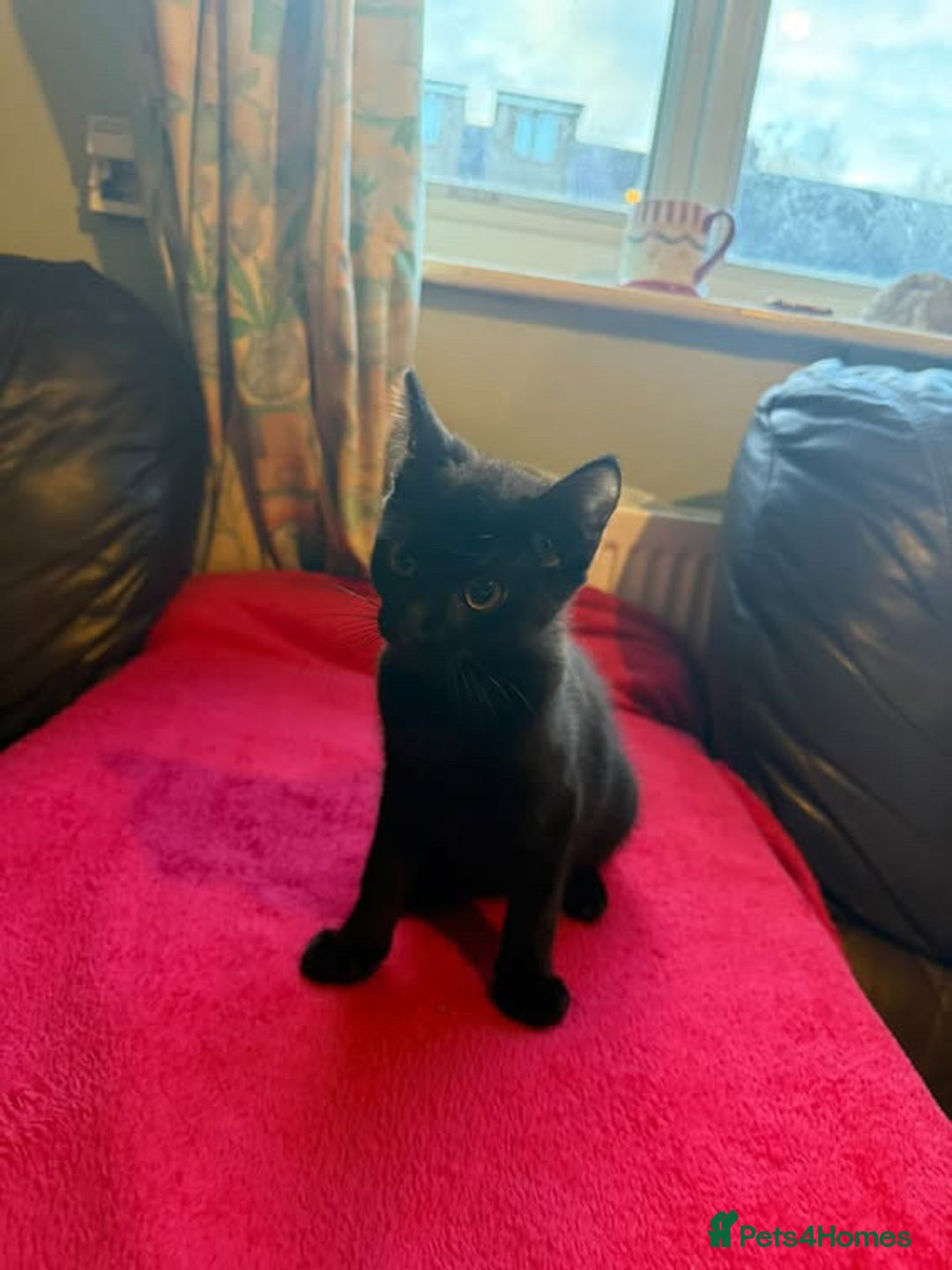 Mixed Breed cats for sale: Kittens for sale - Advert 4