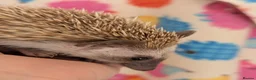 Pygmy Hedgehog rodents for sale: Reduced!!! 3 Stunning Females. Ready Now!!!! - Advert 3