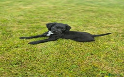 Cocker Spaniel dogs for sale: KC Reg Working Cocker Spaniel Puppies - Image 2