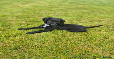 Cocker Spaniel dogs - Advert 2