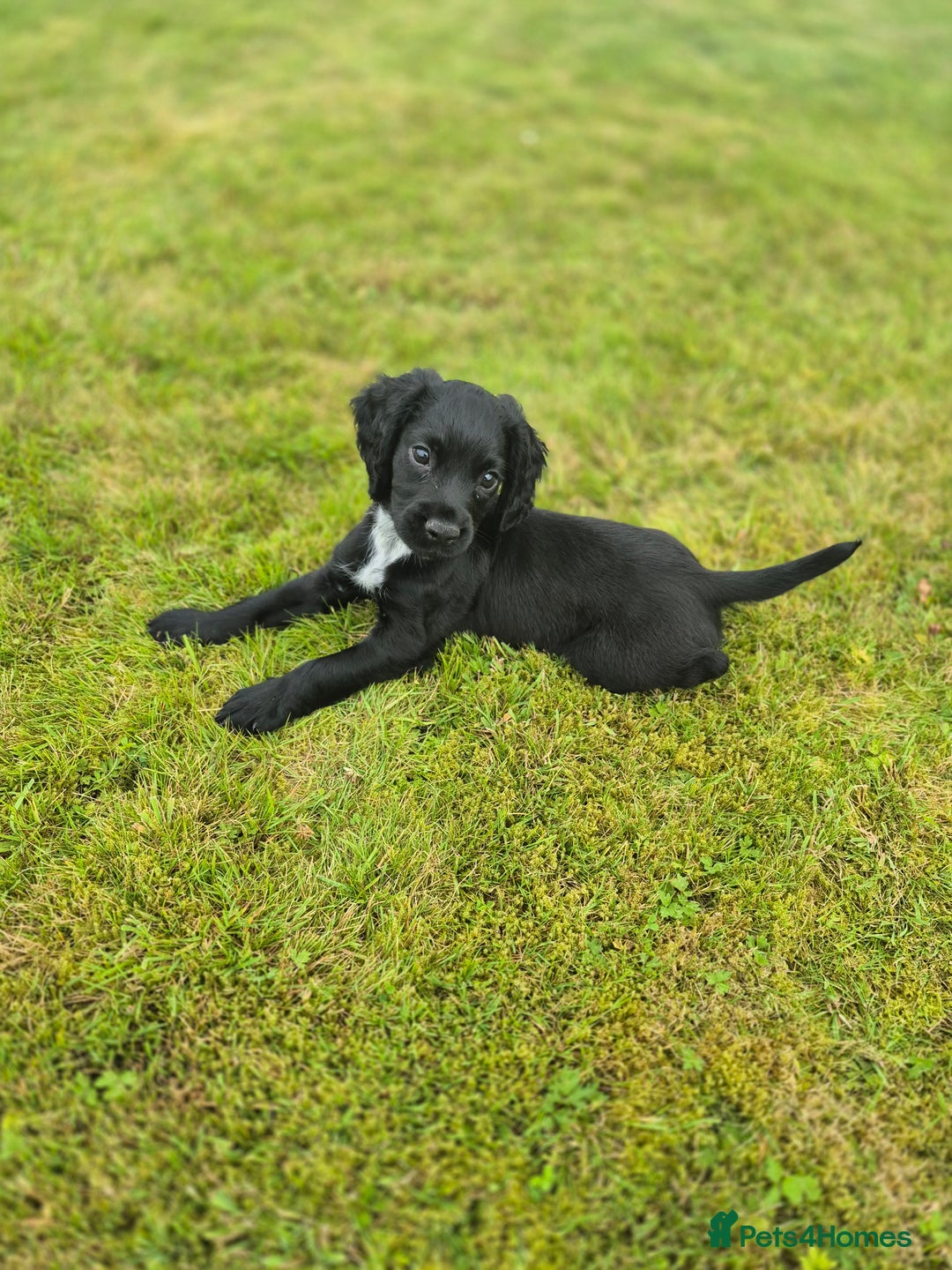 Cocker Spaniel dogs for sale: KC Reg Working Cocker Spaniel Puppies - Image 2