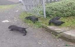 Sprocker dogs for sale: 8 gorgeous Sprocker puppies  - Image 10
