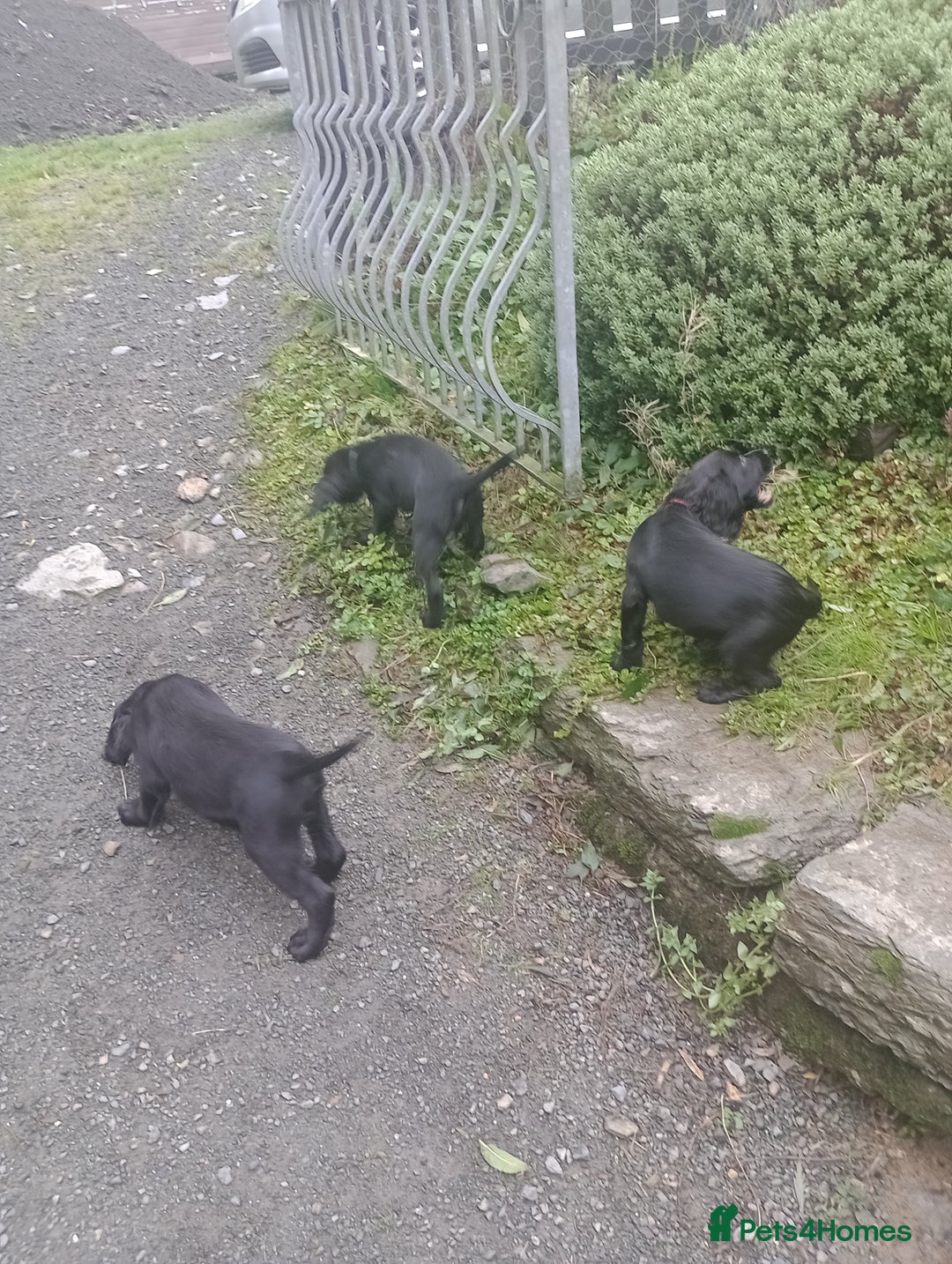 Sprocker dogs for sale: 8 gorgeous Sprocker puppies  - Image 10