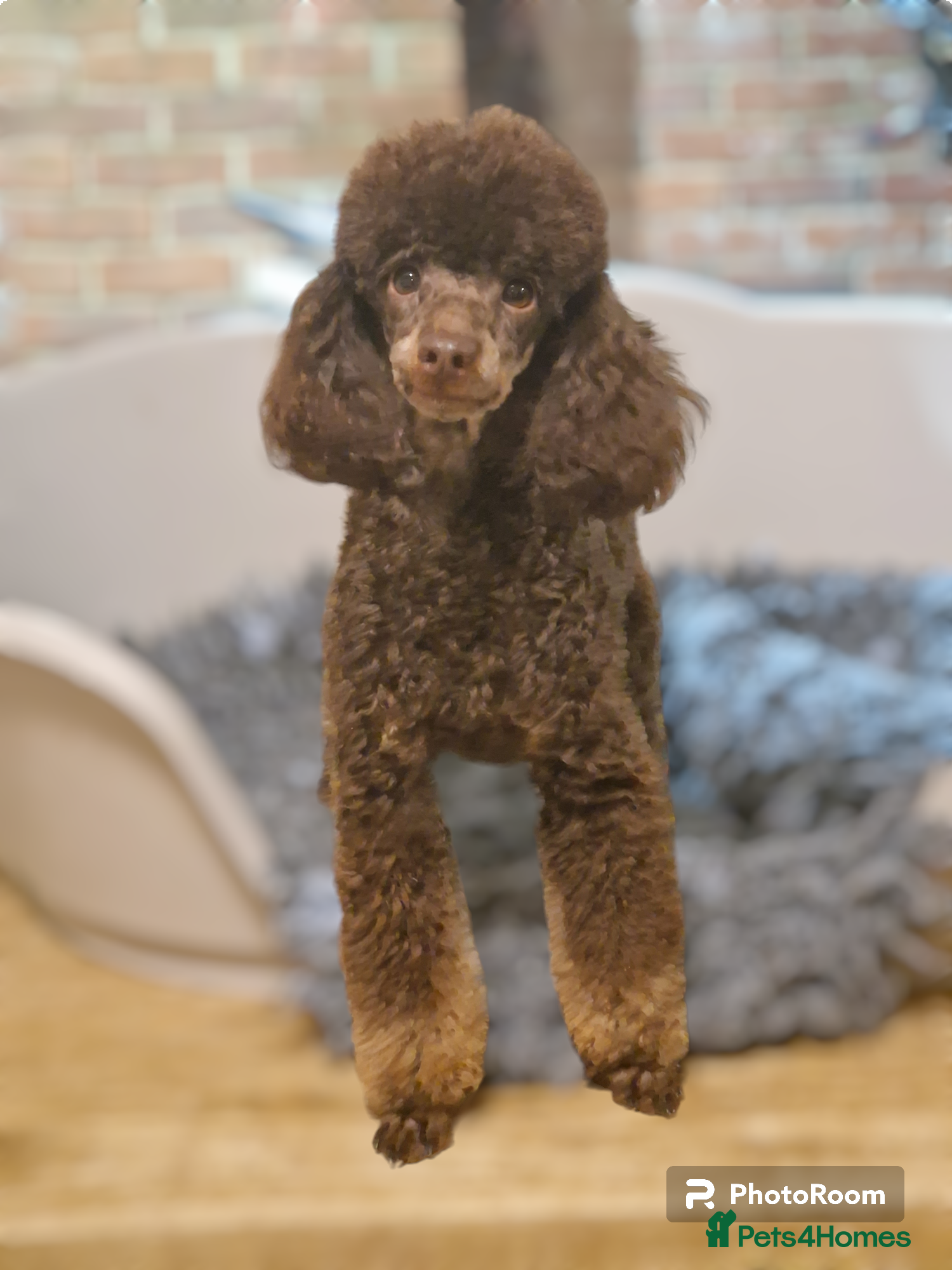 Toy Poodle dogs KC Reg Fully Health Tested Chocolate Phantom Toy in Southampton - Advert 22