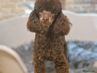Toy Poodle dogs KC Reg Fully Health Tested Chocolate Phantom Toy in Southampton - Advert 23