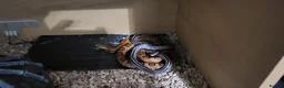 Corn Snake reptiles for sale: 4 cornsnakes for sale - Advert 3