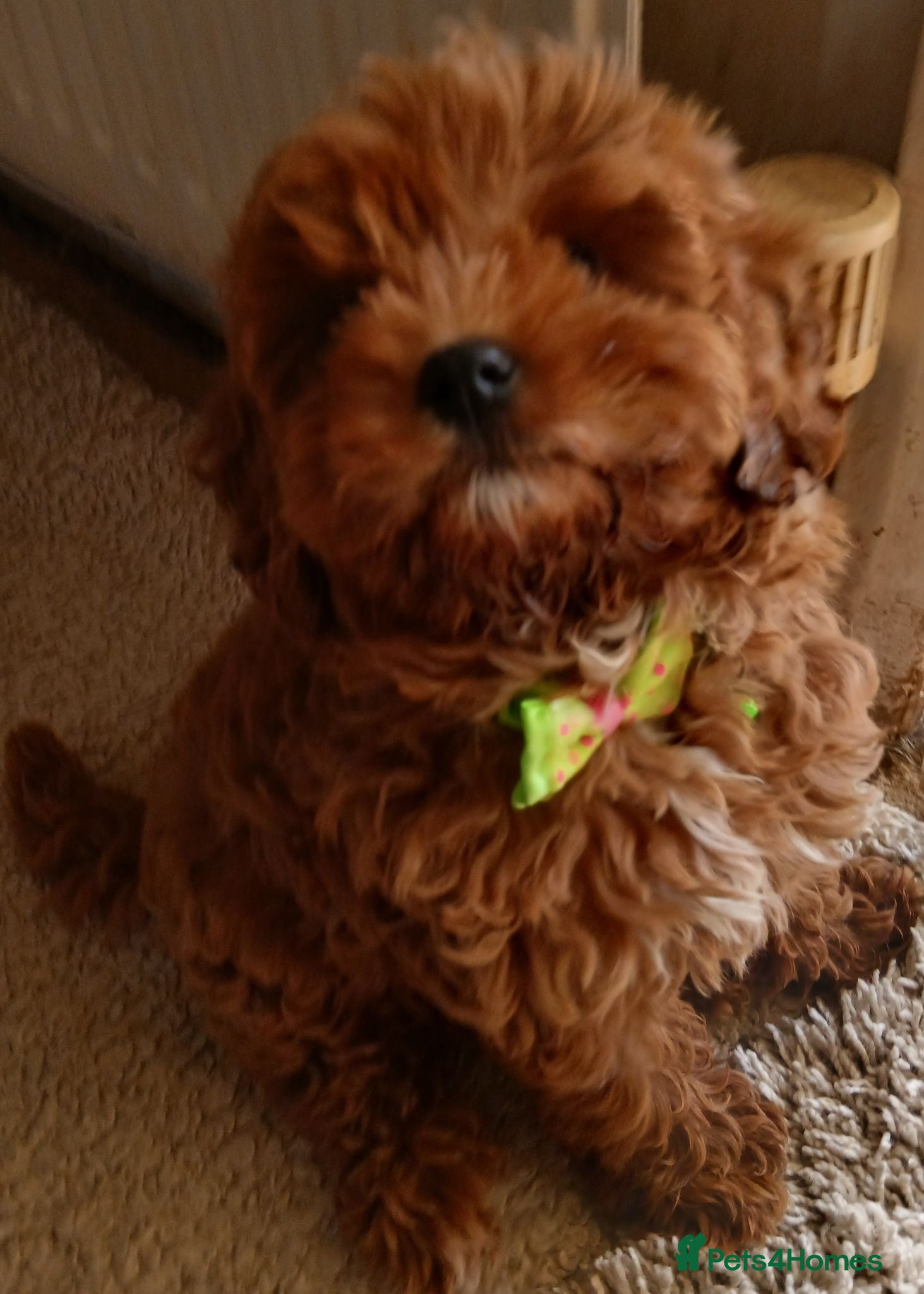 Cavapoo dogs Beautiful Ruby Red & White Cavapoo Puppies !!!! - Advert 2