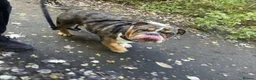 English Bulldog dogs for stud: BRUNO tri merl English bulldog ready for stud 🦍🦍 - Advert 8