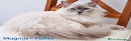 Ragdoll cats for sale: Stunning Ragdoll-Point Kittens  Champion Bred Sire - Advert 9