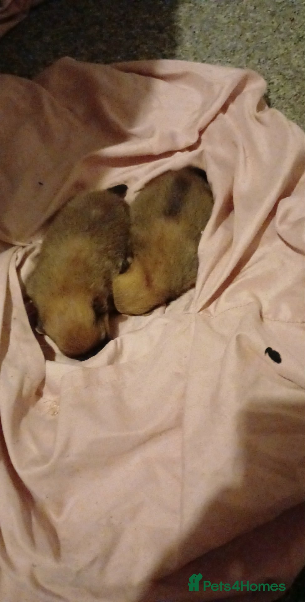 Pomeranian dogs Male pomerian  - Advert 14