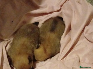 Pomeranian dogs Male pomerian - Advert 1