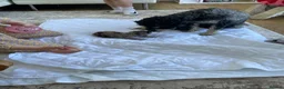 Cavapoo dogs for sale: Exquisite Merle F1b cavapoo puppies for sale  - Advert 13