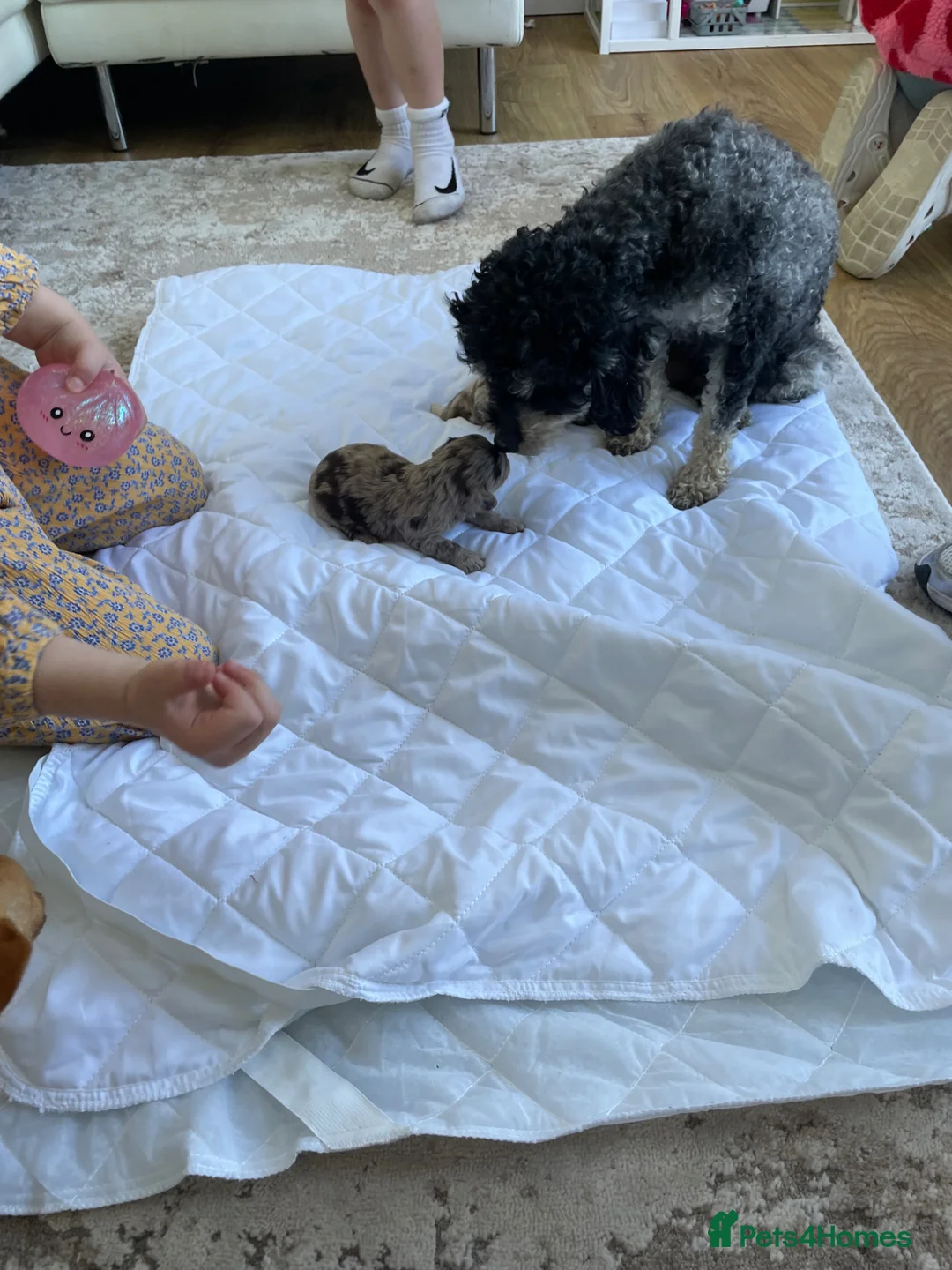 Cavapoo dogs for sale: Exquisite Merle F1b cavapoo puppies for sale  - Advert 13