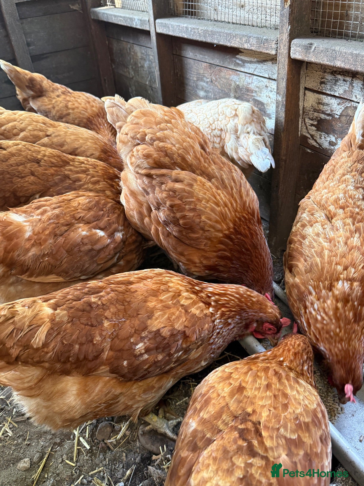 Chickens poultry Warren laying hens  - Advert 6
