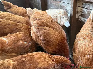 Chickens poultry Warren laying hens - Advert 6