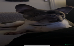 French Bulldog dogs for sale: 4 year old male frenchie needing rehomed - Image 4
