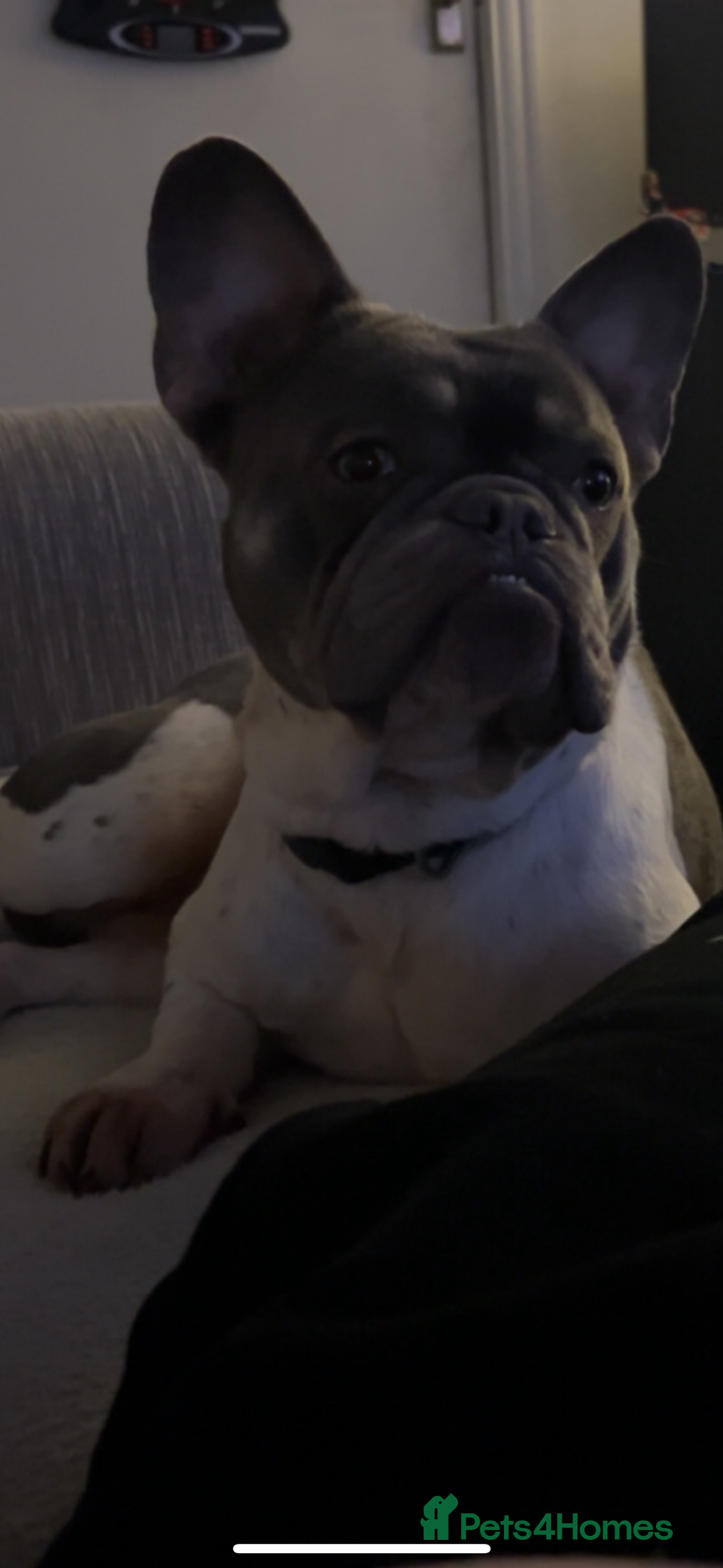French Bulldog dogs for sale: 4 year old male frenchie needing rehomed - Image 4