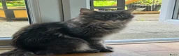Maine Coon cats for sale: Xena hoover warrior maine coon female blue ticked - Advert 2