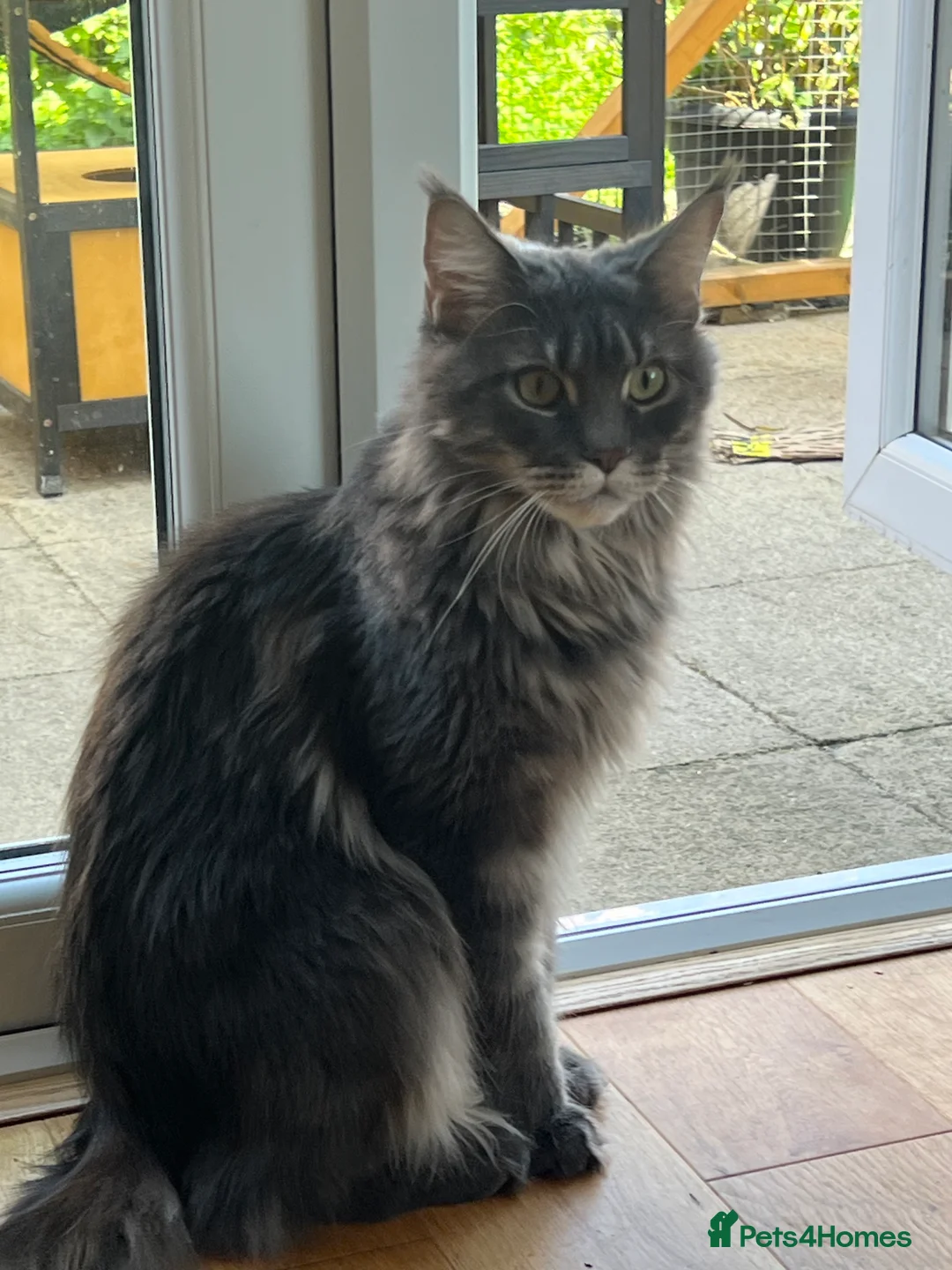 Maine Coon cats for sale: Xena hoover warrior maine coon female blue ticked - Advert 2