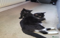 Mixed Breed cats for sale: 4 beautiful kittens - Advert 1