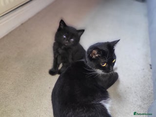 Mixed Breed cats 4 beautiful kittens - Advert 1