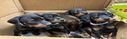 Dobermann dogs for sale: Stunning KC Dobermans champion bloodlines  - Advert 5