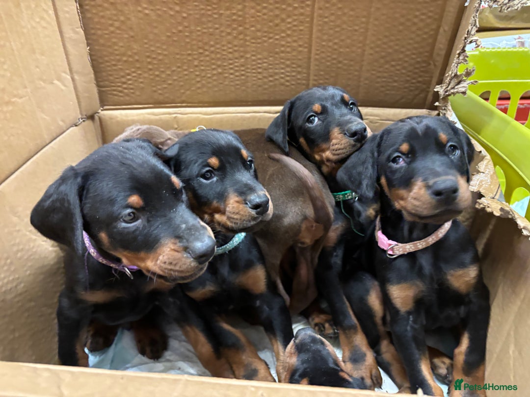 Dobermann dogs for sale: Stunning KC Dobermans champion bloodlines  - Advert 5