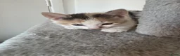 Mixed Breed cats for sale: Beautiful Calico and bicolour Kittens!! - Advert 4