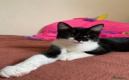 Mixed Breed cats for sale: Beautiful kitten  - Image 21