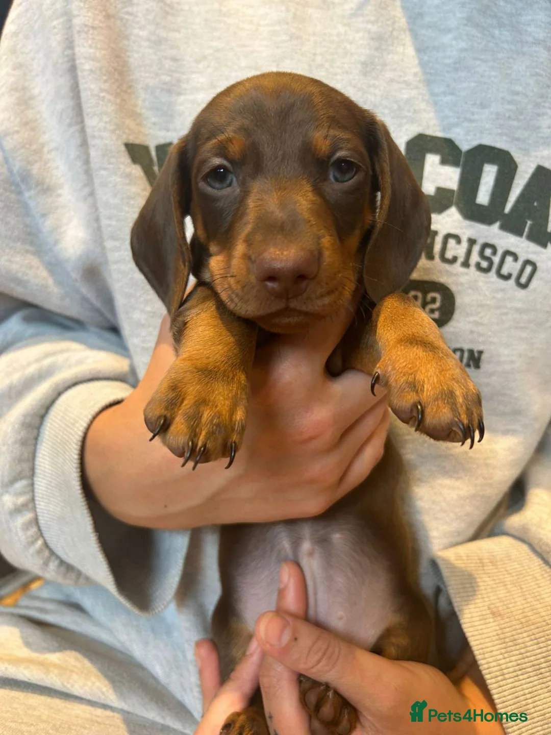 Miniature Dachshund dogs for sale: Adorable Miniature Dachshund Puppies in Cottingham - Advert 2