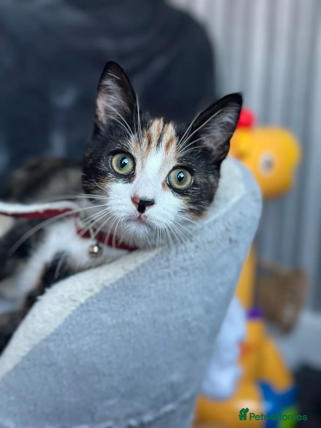 Mixed Breed cats for sale: Cat for sale - Advert 1