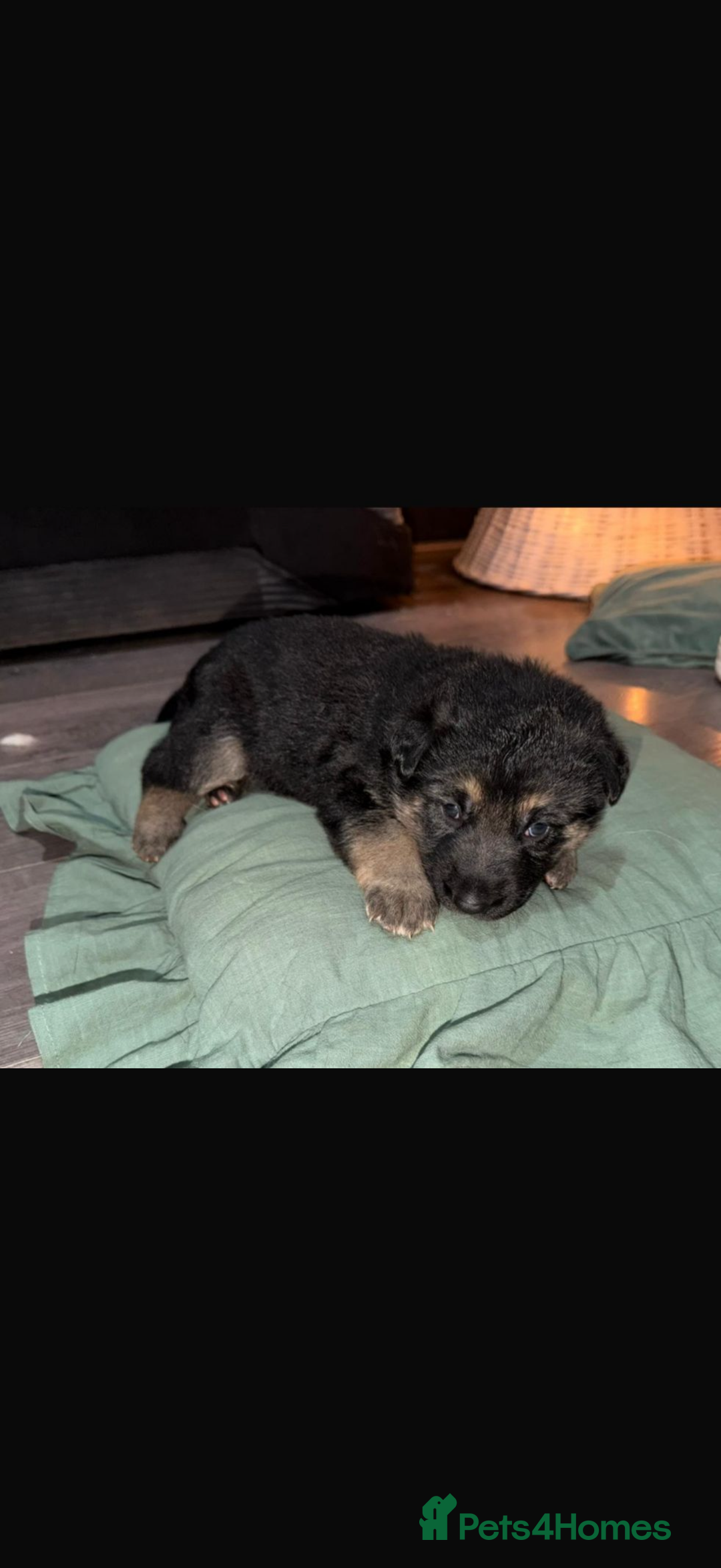 German Shepherd dogs for sale: Beautiful German Shepard puppies  - Advert 11
