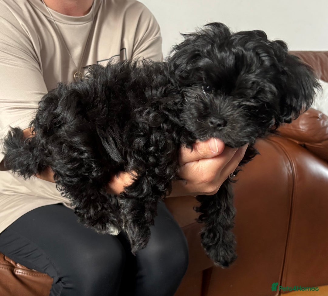Maltipoo dogs for sale: Miniature F1 Maltipoo puppy - Image 2