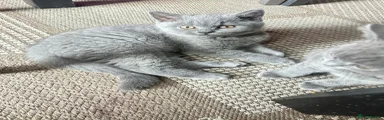 British Shorthair Kitten Red