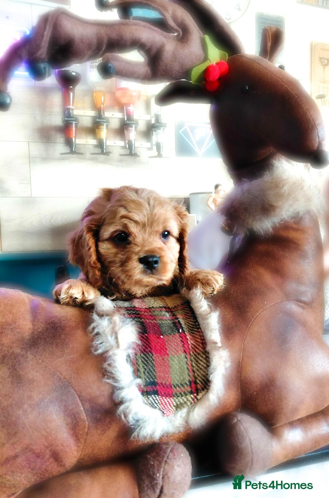 Cavapoo dogs for sale: F1b Cavapoo  - Advert 12