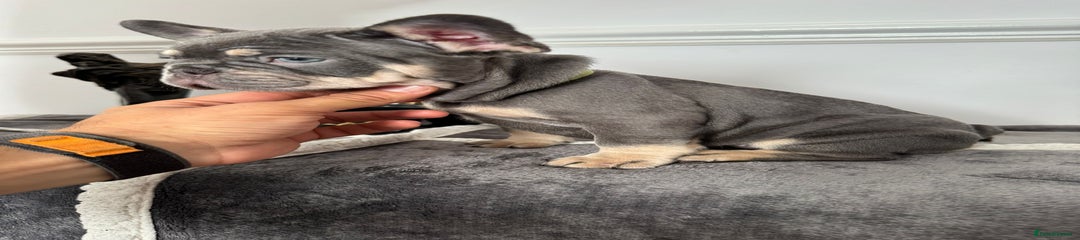 French Bulldog Puppy 5